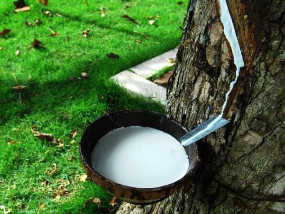 (圖:天然乳膠展示圖)